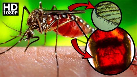 Mosquito Under Microscope (Blood, Wings + MORE) - YouTube