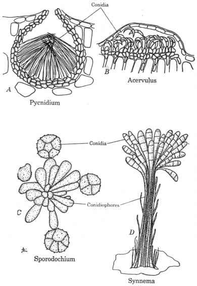 Growth Habit And Reproduction - Microbial Forensics