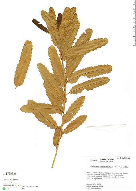 Alchornea castaneifolia | Rapid Reference | The Field Museum