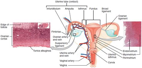 The woman's copulatory organs: Anatomy and function | Lecturio