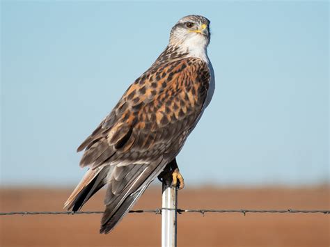 Ferruginous Hawk - eBird