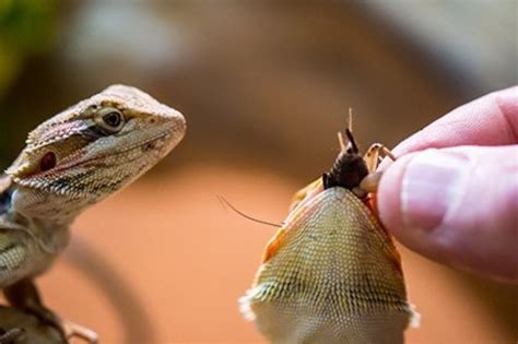 Are bearded dragons nocturnal - julumoon