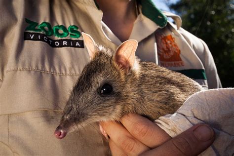 Endangered eastern barred bandicoot rescued from the brink of extinction - ABC News