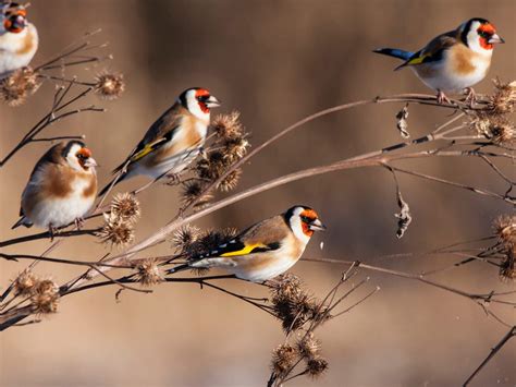 What Do European Goldfinches Eat? (Complete Guide) | Birdfact