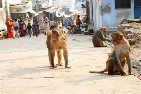 Under siege by monkeys, Vrindavan cops fortify stations - VINA - Vaishnava Internet News Agency