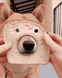 Dog Bread Nose GIF - Dog Bread Nose Cute - Discover & Share GIFs