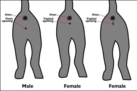 Cats PH - Determining the Gender (Sex) of a Kitten (How do...