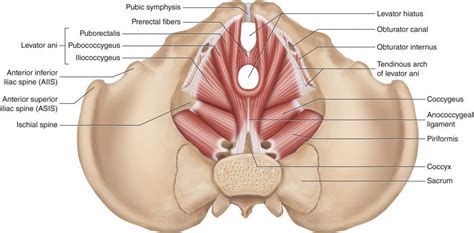 Chiropractic Care and the Pelvic Floor - Altavie