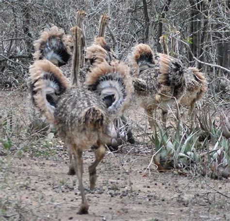 Ostrich Chicks Growing | Wildmoz | Magazine