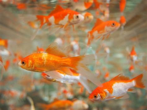 Sabao Goldfish : Care Guide, Varieties, Lifespan & More (with Pictures ...