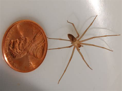 Baby Brown Recluse Spider Size