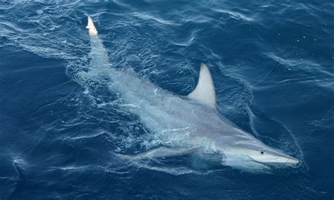 World's first hybrid shark is found off Australia - and interbreeding could make them stronger ...