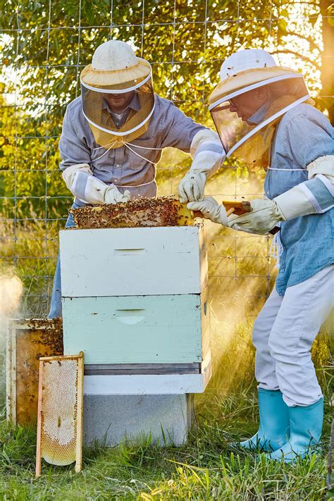 Beekeeping for Beginners: What You Need to Know About Starting Your Hive | Bee keeping ...