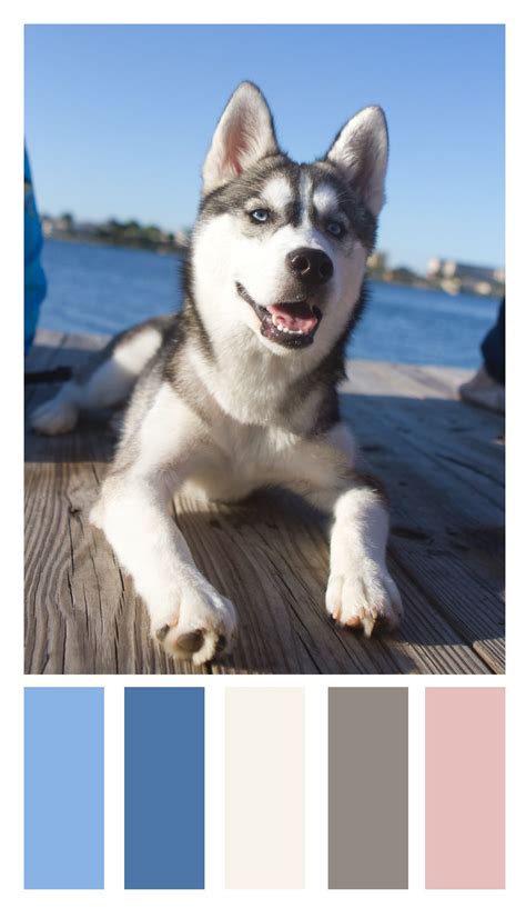 Pet Photography - San Diego | Husky colors, Pet photographer, Beautiful husky