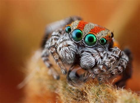 Discover the Wild Life of Jumping Spiders – Page 2 – Animal Encyclopedia