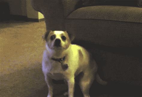 20 Dog GIFs That Will Make You LOL