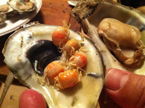 Oyster Pea Crab from Delaware on November 30, 2013 by Julia and Bryan @ XplorMor International ...