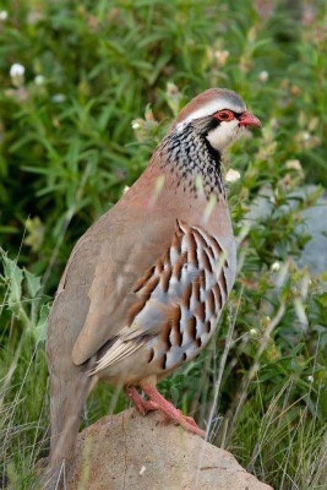 Red legged partridge. | Pet birds, Beautiful birds, Partridge