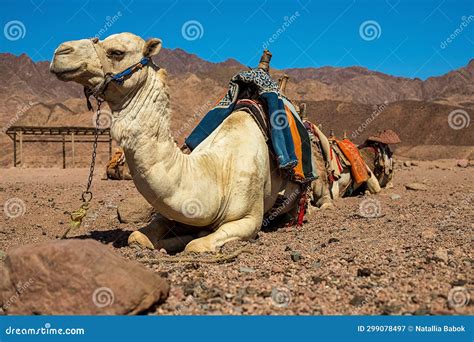 A Caravan of Camels Rests in the Desert Against the Backdrop of High Mountains. Egypt Stock ...