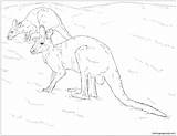 Two Red Kangaroos Coloring Page  Free Printable Coloring Pages sketch template