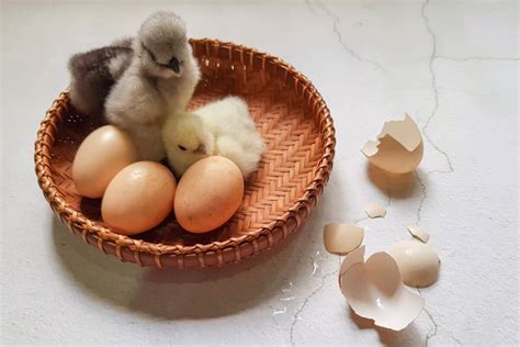 Silkie Chicken Eggs: A Definitive Guide With FAQs