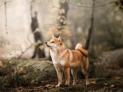 Wallpaper shiba inu, confident, dog, outdoor desktop wallpaper, hd ...