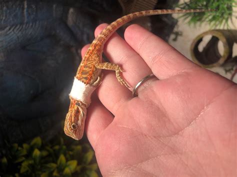 I “rescued” a baby bearded dragon from horrible conditions from a petsmart about a week and a ...