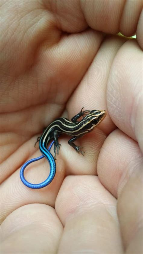 Caught a beautiful little blue tailed skink (released after photo ...