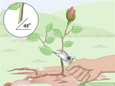 How to Successfully Propagate Roses From Cuttings | HubPages