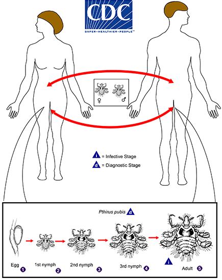 CDC - DPDx - Pthiriasis