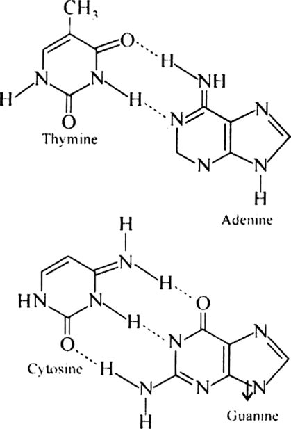 Hydrogen Bonds Between Thymine And Adenine