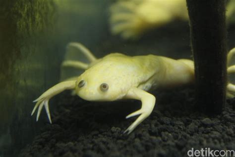 Foto: Katak Albino Afrika Ada di Bandung!