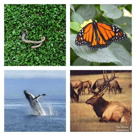 Animal Migration in Winter ~ What is Migration? - The Natural Homeschool