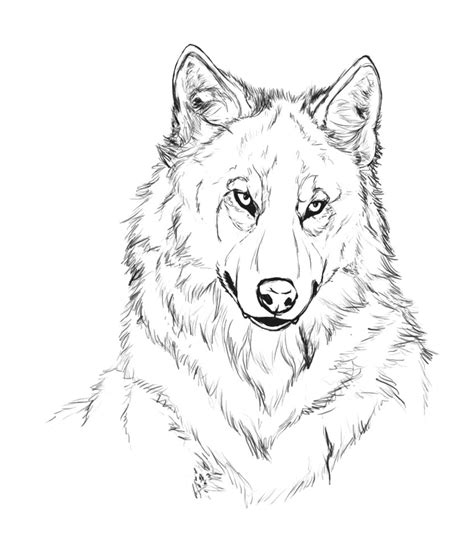 Wolf Anatomy Drawing at GetDrawings | Free download