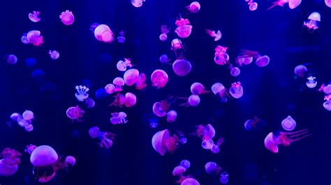 Pink Jellyfish Lot · Free Stock Photo