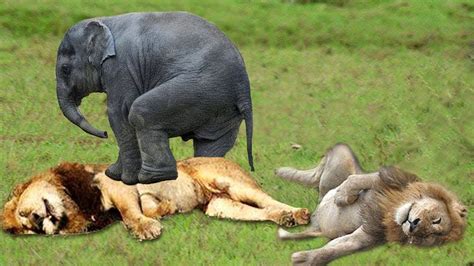 Incredible Lion Vs Elephant | Elephant Try To Save Baby Elephant From Pride Of Lion Hunting ...