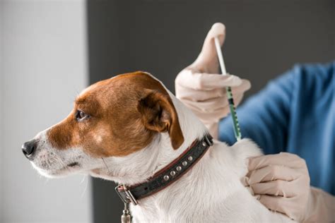 Why Dogs Need Vaccinations