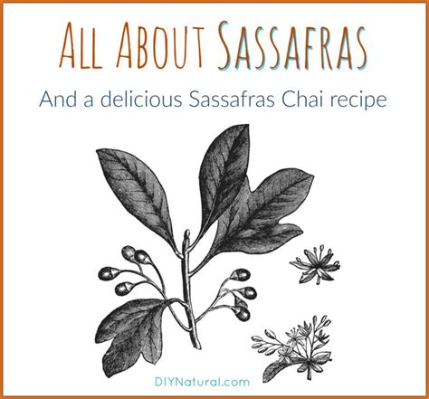 All About Sassafras and a Homemade Sassafras Chai Recipe