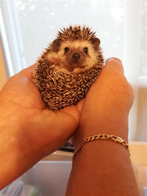 My new hedgehog Spike : r/Hedgehog