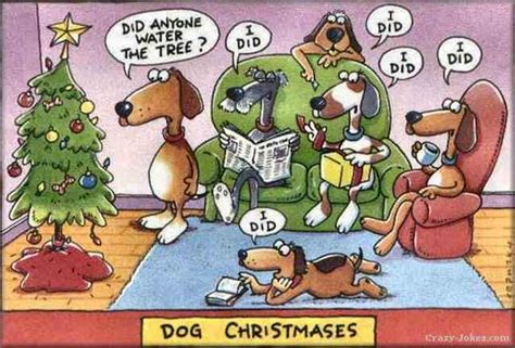 Funny Christmas photos and cartoons
