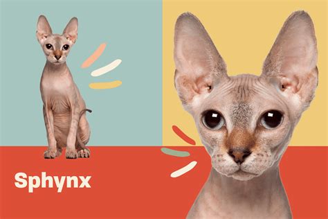 Sphynx Cat Breed Information & Characteristics