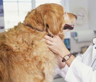 Why Does My Vet Tickle, Smell and Kiss My Pet During an Exam? | Dog Care and Advice