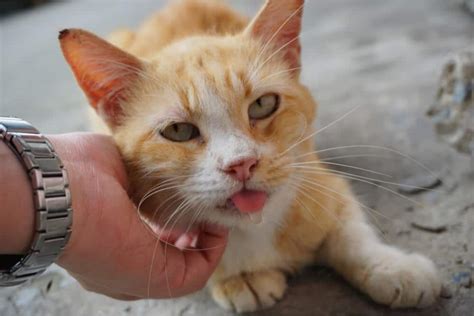 Cat Drooling: Causes, Symptoms & Treatment - Cats.com