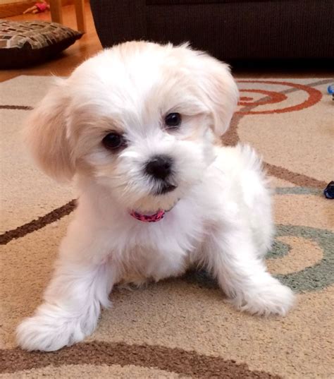 Malshi puppy(maltese/shih tzu mix) 7 weeks | Puppies, Maltipoo puppy ...