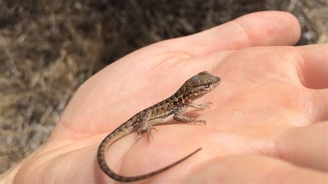 'Tis the Season for Baby Lizards | La Brea Tar Pits