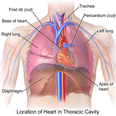 Is the heart located posterior or medial to the lungs? | Socratic