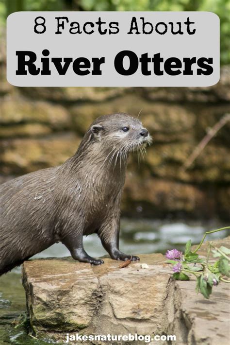 8 River Otter Facts - Playful Mammals! - Jake's Nature Blog