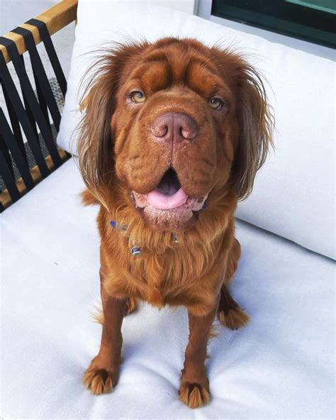 Mini Hippo Dog (Shar-Pei & Cocker Spaniel Mix) Info, Pictures, Facts, FAQs & More