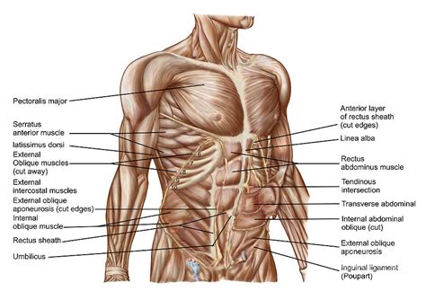 Anatomy Of Human Abdominal Muscles #1 Digital Art by Stocktrek Images - Fine Art America