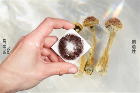 Psilocybe Semilanceata Spore Print